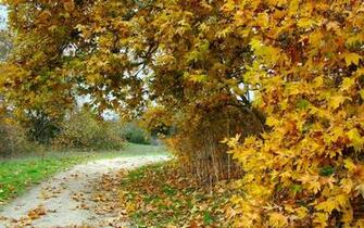Autumn Wallpaper Nature Seasons HD Desktop