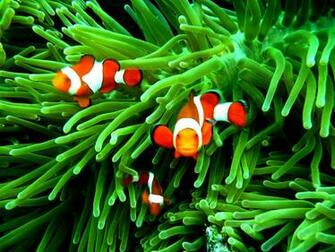 Clownfish Wallpaper