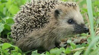 Hedgehog Animal HD Wallpaper Pub