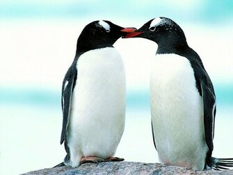 Lovely Wallpaper Penguin Birds Cute