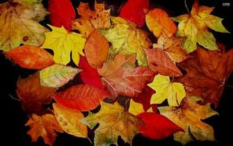 HD Autumn Leaves Wallpaper
