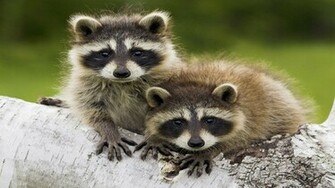 Raccoons 1080p HD Wallpaper