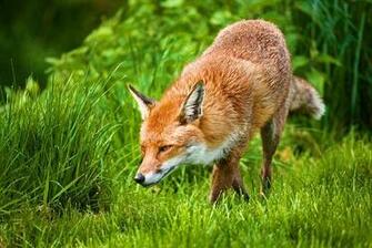 Animal Fox Wallpaper My Style