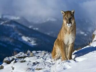 Cougar Puma HD Wallpaper Pictures Image Background