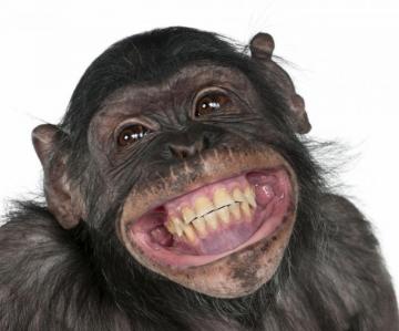 Monkey Snout Teeth Smile Animals Wallpaper