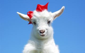 Cute Goats Wallpaper Pictures Image