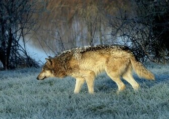 Timber Wolf Wallpaper