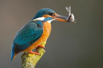 Kingfisher Wallpaper Full