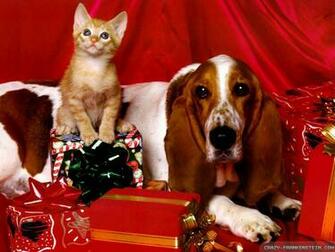 Wallpaper Kitty Christmas Dog