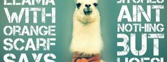 Animals Funny Llama HD Wallpaper Humour