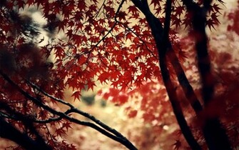 Red Leaf Wallpaper Wide HD