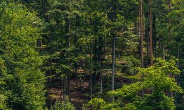 Desktop Wallpaper Schwarzwald Nature Forests Trees