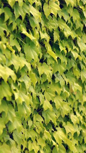 Ivy Wall Summer iPhone 5s Wallpaper iPad