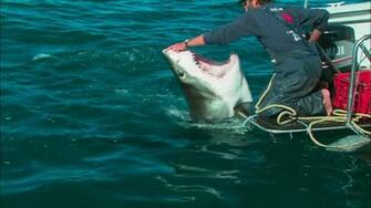 Shark Attack Animal Lovers Wallpaper