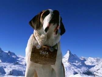 St Bernard Dogs Wallpaper