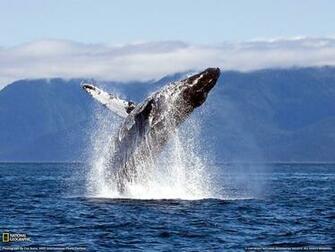 Blue Whale Computer Wallpaper Desktop Background Id