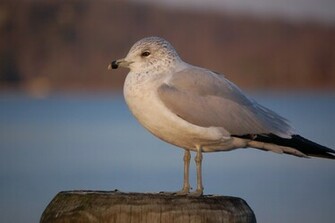 All Wallpaper Seagull Birds