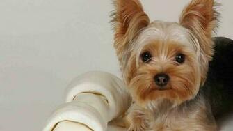 Yorkshire Terrier Wallpaper X Net