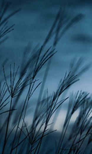 Blackberry Themes