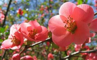 Wallpaper Theme Winter Background Widows Spring