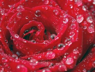 Cool HD Nature Desktop Wallpaper Water Drop