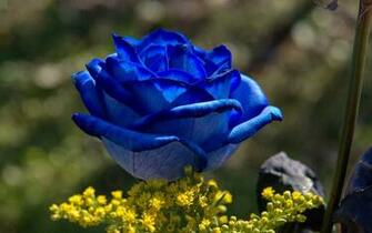 Blue Rose Wallpaper Background Beautiful Desktop