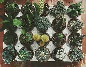 Emo Cactus