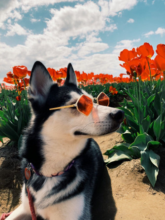 Dog Aesthetic Sunflower Wallpaper On