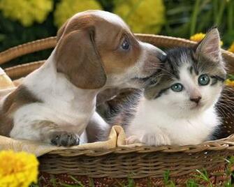 Puppy And Kitten Puppies Uploaded Silvery