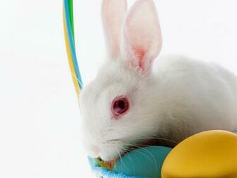 Cute Bunny Wal