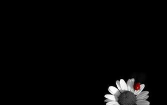 Background Black Wallpaper Flowers Flower White Red