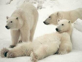 Polar Bears Desktop Wallpaper Pc Android iPhone And iPad