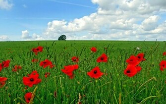 Flowers Wallpaper Field Poppy