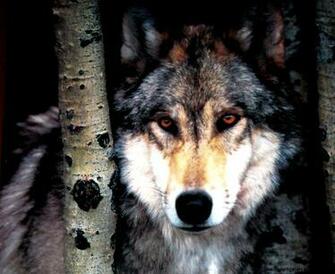 Beautiful Wolf Photography Wallpaper Gallery