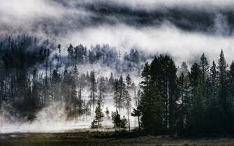 New Cool Pine Forest Background Wallpaper