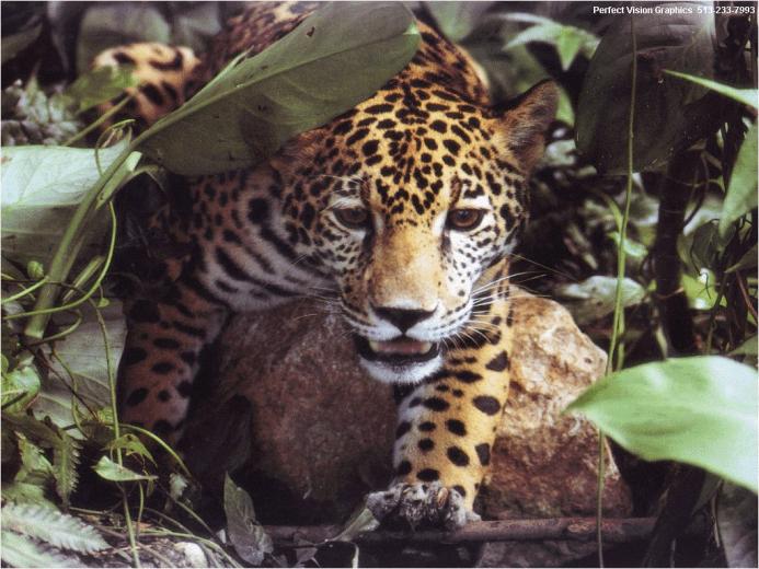 Screensaver Big Cats Cosmo Cat S Home