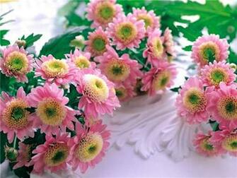 Nature Flowers Wallpaper Snegidhi