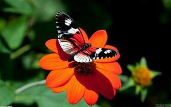 Beautiful Butterfly On A Flower Wallpaper Open Walls