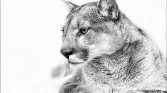 Cougar Computer Wallpaper Desktop Background Id