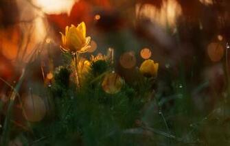 Wallpaper Forest Drops Macro Light Flowers Nature Glare