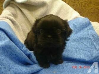 Teacup Shih Tzu Puppy Black Male HD Wallpaper