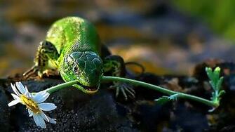 Explore The Collection Reptiles Lizards Lizard