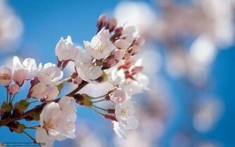 Wallpaper Fruit Branch Bloom Spring Desktop