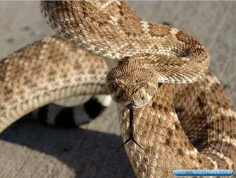 Rattle Snakes Photos Fog HD Wallpaper