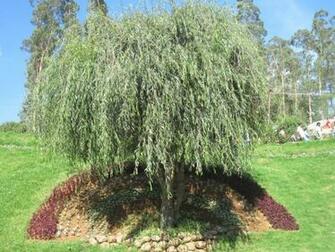 Weeping Willow Tree