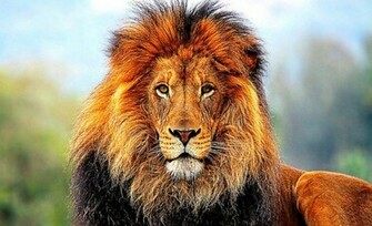 African Lion Desktop HD Wallpaper Records