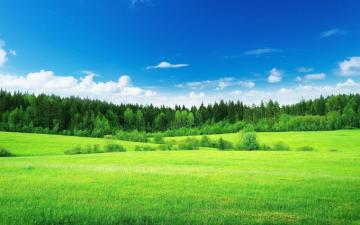 Meadows Wallpaper