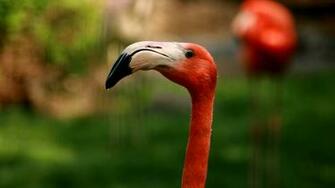 Image Desktop Wallpaper Flamingos Pc Android iPhone