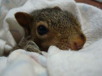 Baby Fox Squirrel Nest 1024x768 Jpg