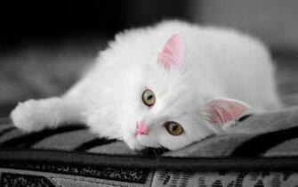 Beautiful Cat Cats Wallpaper